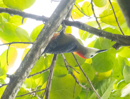 Jamaican Woodpecker (Melanerpes radiolatus), photo 9