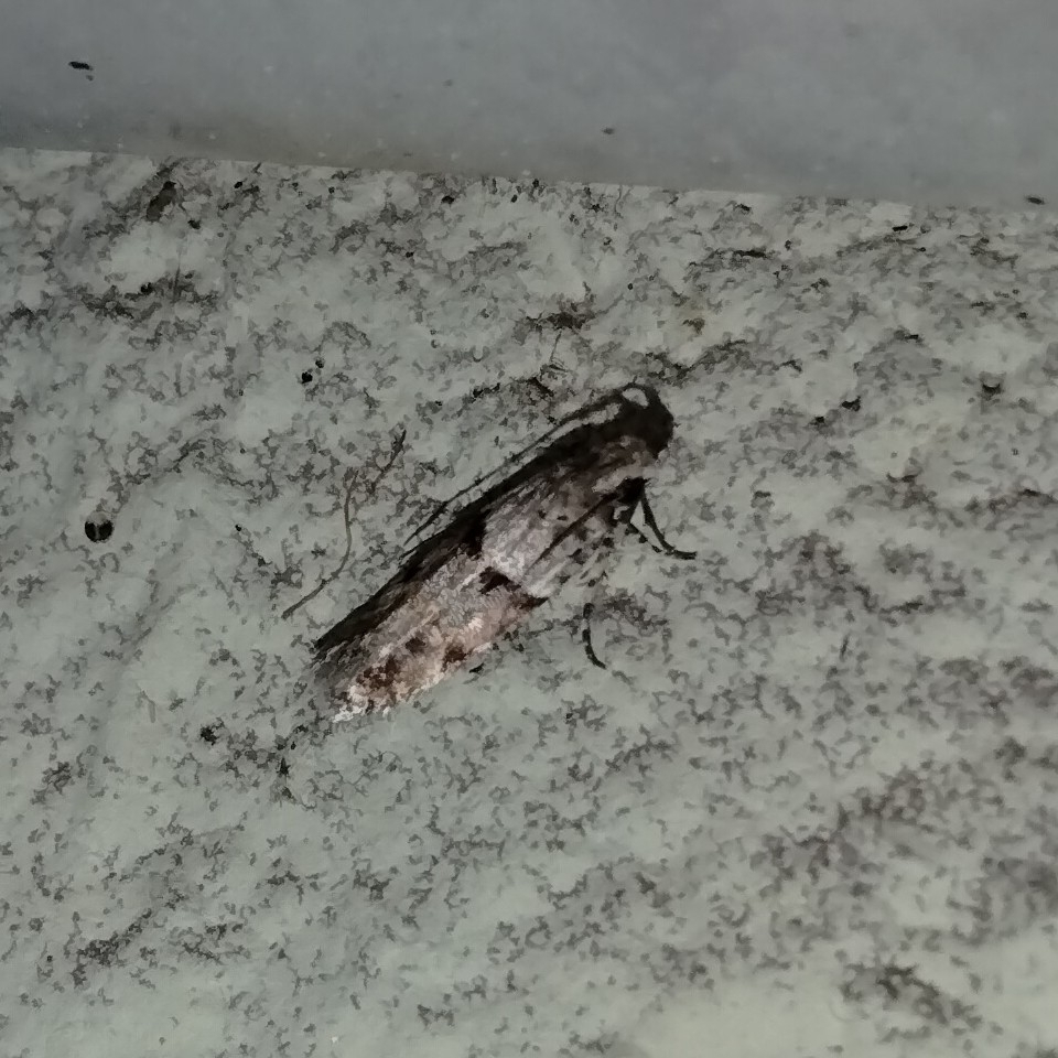 Octillo Oracle Acorn Moth from Ocotillo Oracle, Tucson, AZ, USA on March 2, 2024 at 08 ...