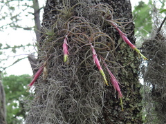 Tillandsia arroyoensis