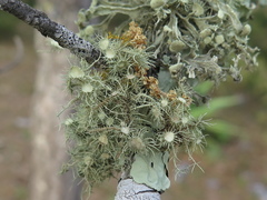 Usnea parvula