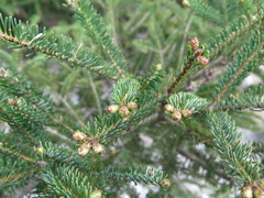 Abies vejarii