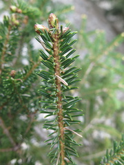 Abies vejarii