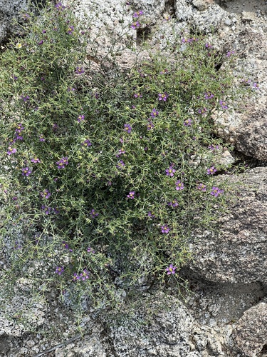 iNaturalist observation photo of California fagonbush
