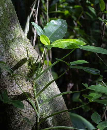 Syngonium auritum, photograph 4