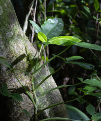 Syngonium auritum, photograph (c) avocat, some rights reserved (CC BY)