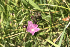 Sidalcea calycosa rhizomata