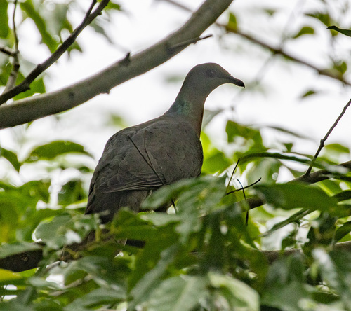 Ring-tailed Pigeon (Patagioenas caribaea), photo 9