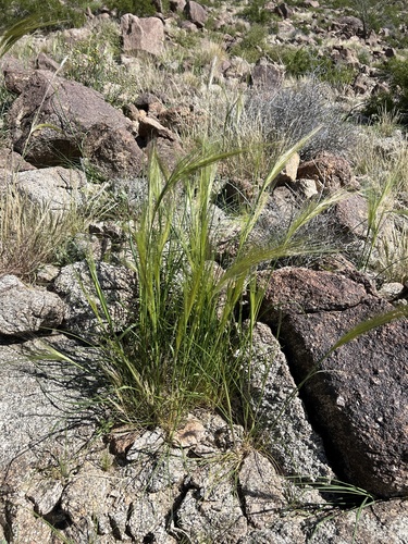 iNaturalist observation photo of cape ricegrass