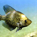 Black Crappie - Photo Eric Engbretson, U.S. Fish and Wildlife Service, no known copyright restrictions (public domain)