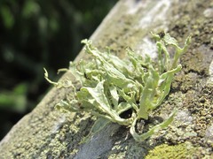Ramalina canariensis