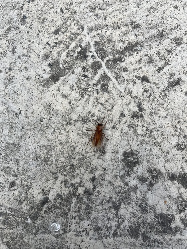 Barthelemy's Night Hornet