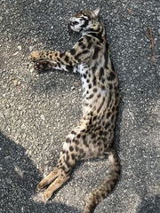 Prionailurus bengalensis