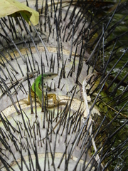 Kentropyx altamazonica