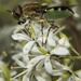 Odontomyia hunteri - Photo 由 Sue Jaggar 所上傳的 (c) Sue Jaggar，保留部份權利CC BY-NC