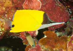Longnose Butterflyfish photo 5