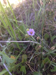 Sisyrinchium scabrum