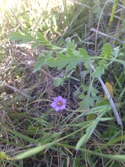 Sisyrinchium scabrum