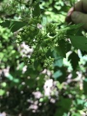 Thaspium chapmanii