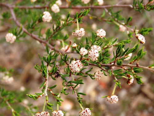 Image of Spyridium eriocephalum by (c) Elspeth Swan, some rights reserved (CC BY)