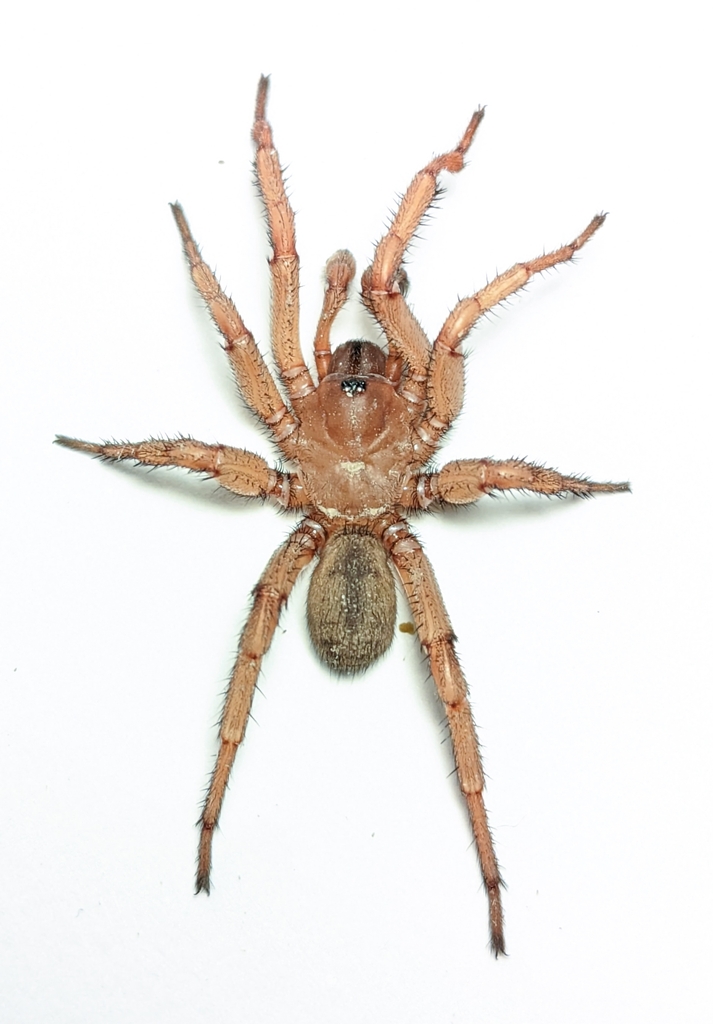 Myrmekiaphila