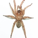 Myrmekiaphila - Photo (c) Leif, some rights reserved (CC BY-NC), uploaded by Leif