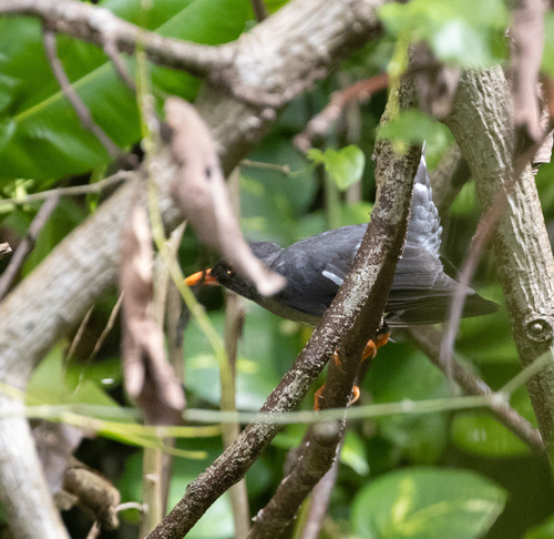 White-chinned Thrush (Turdus aurantius), photo 6
