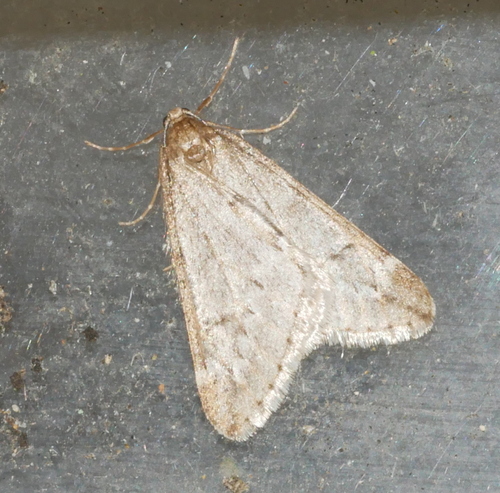 March Moth, Bennekom, Nederland, photo 10 of 10