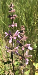 Stachys ajugoides