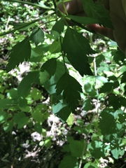 Thaspium chapmanii