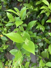 Trachelospermum
