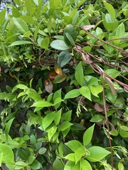 Trachelospermum