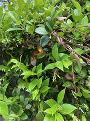 Trachelospermum