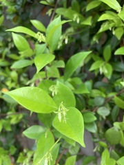 Trachelospermum