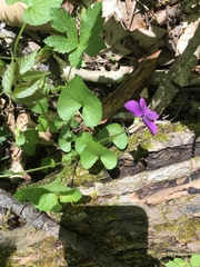 Viola egglestonii