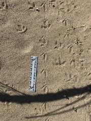 Callipepla californica