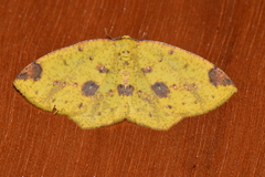 Periclina apricaria