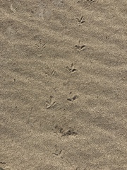 Callipepla californica