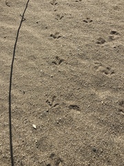 Callipepla californica