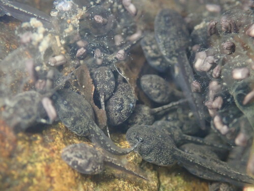 Asian Common Toad, photo 3 of 7
