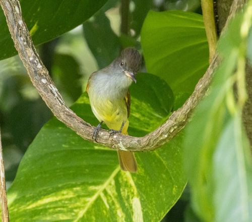 Rufous-tailed Flycatcher (Myiarchus validus), photo 9