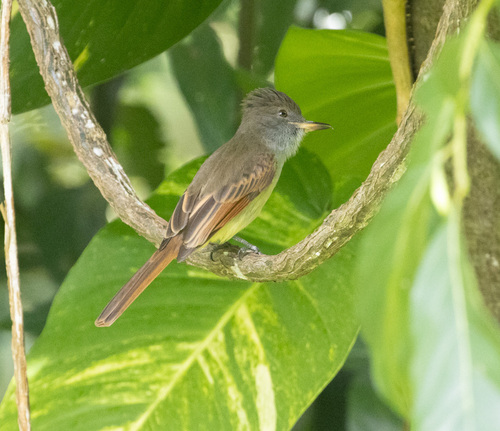 Rufous-tailed Flycatcher (Myiarchus validus), photo 10