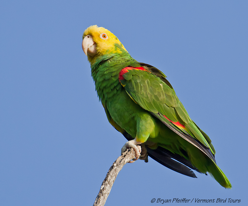 Yellow-headed Amazon photo