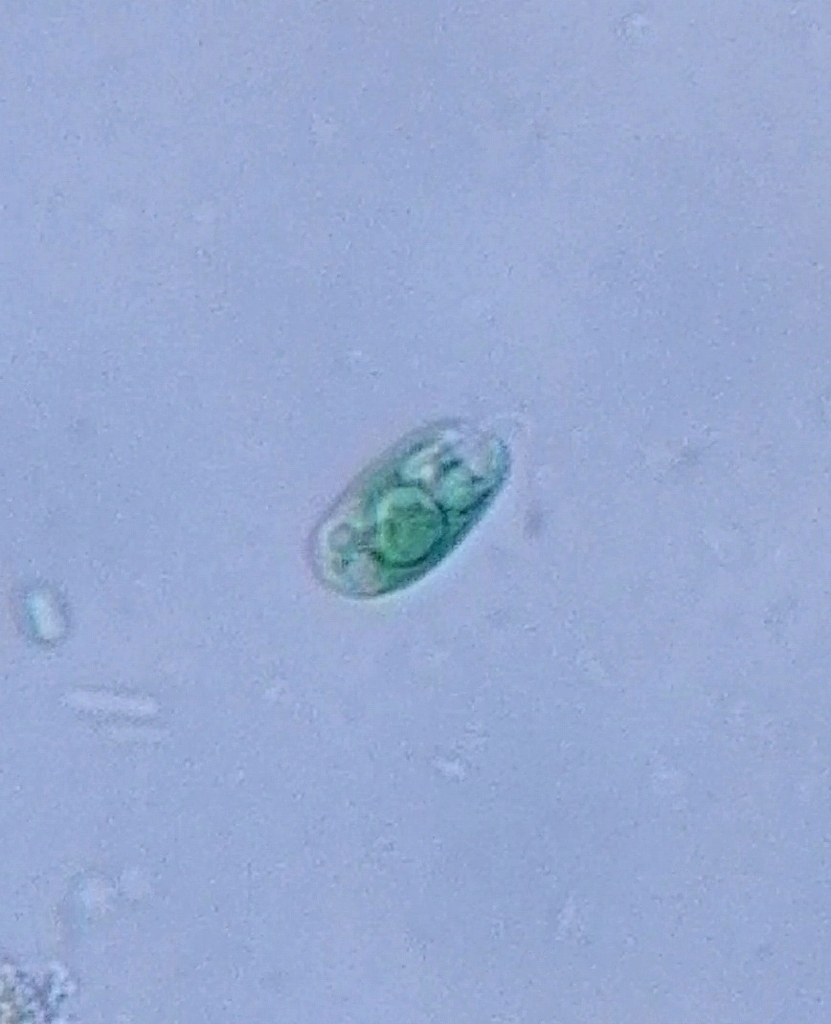 Chroomonadaceae
