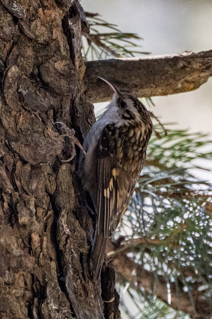 Hodgson's Treecreeper (Certhia hodgsoni) photo