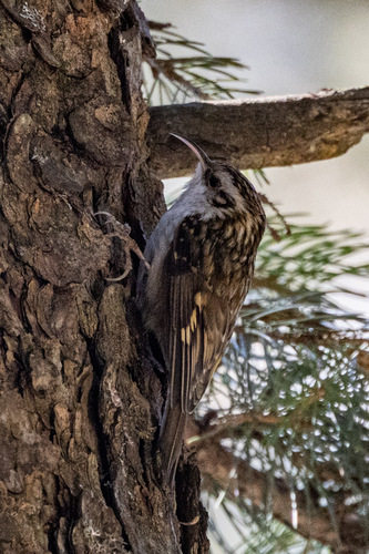 Hodgson's Treecreeper