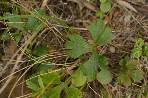 Ranunculus verticillatus, photograph 6