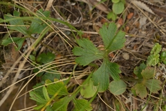 Ranunculus verticillatus, photograph Christopher Stephens, CC BY-SA, iNaturalist via GBIF