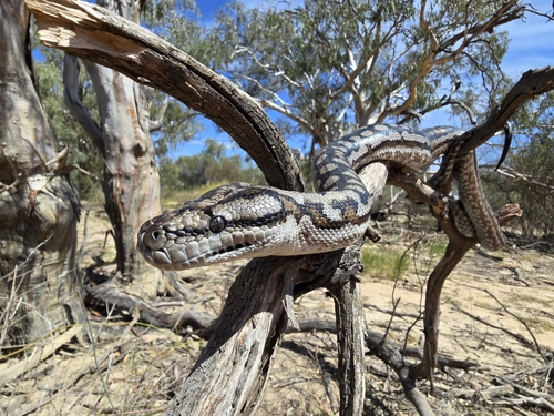 Carpet Python sighting