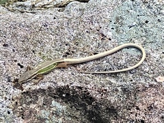 Takydromus viridipunctatus