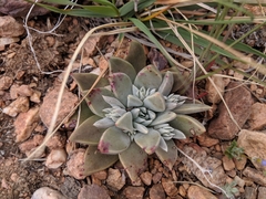 Dudleya abramsii affinis